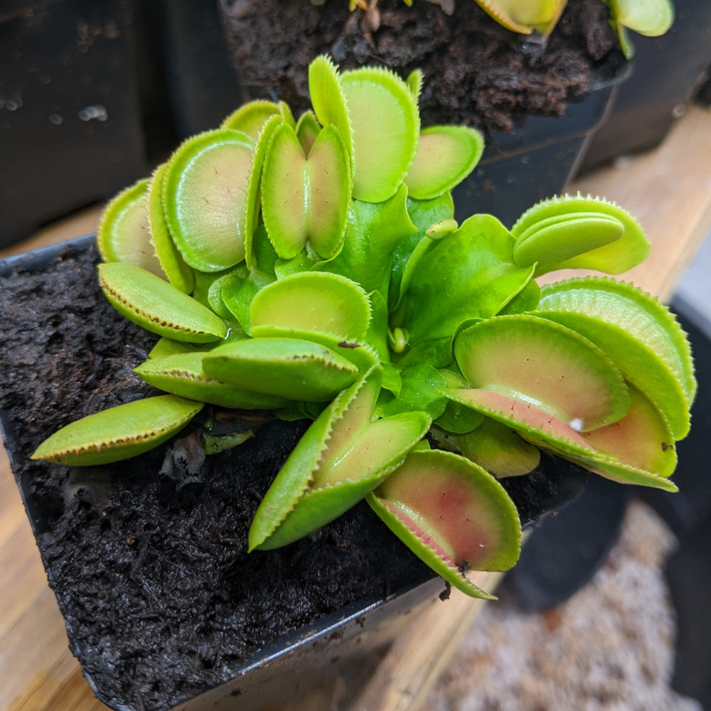 
                      
                        Venus Flytrap- Dionaea muscipula 'Microdent'
                      
                    