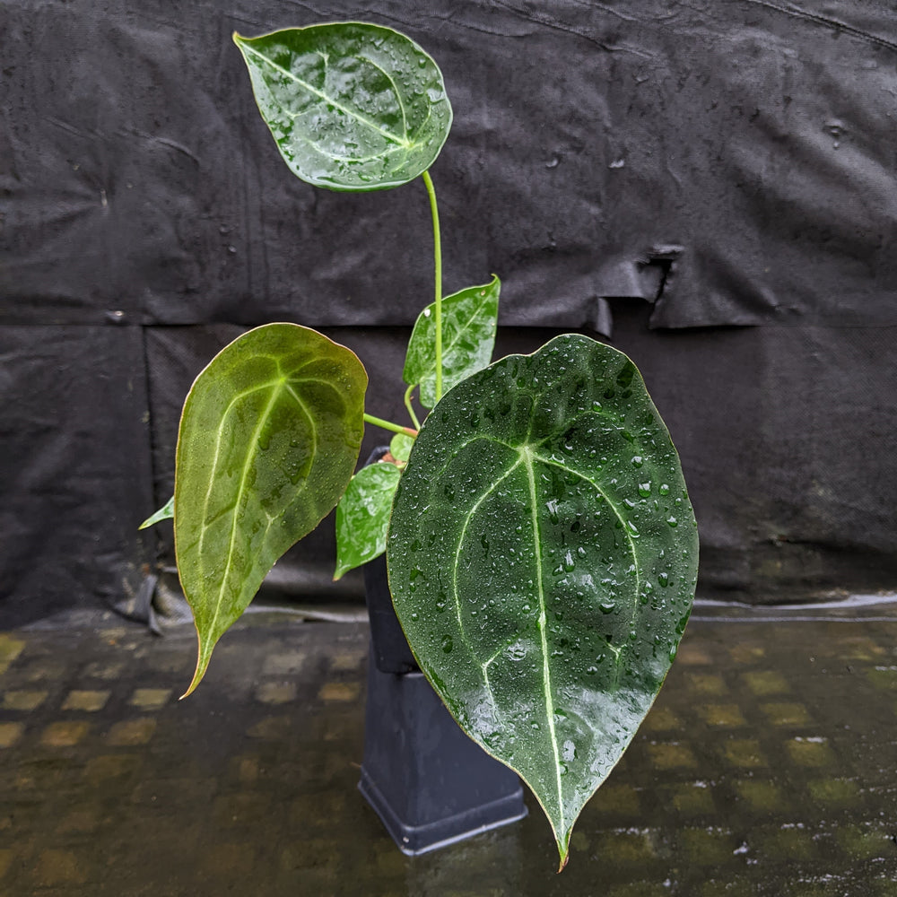 Anthurium forgetii 'Dark' x peltigerum, CAR-0327