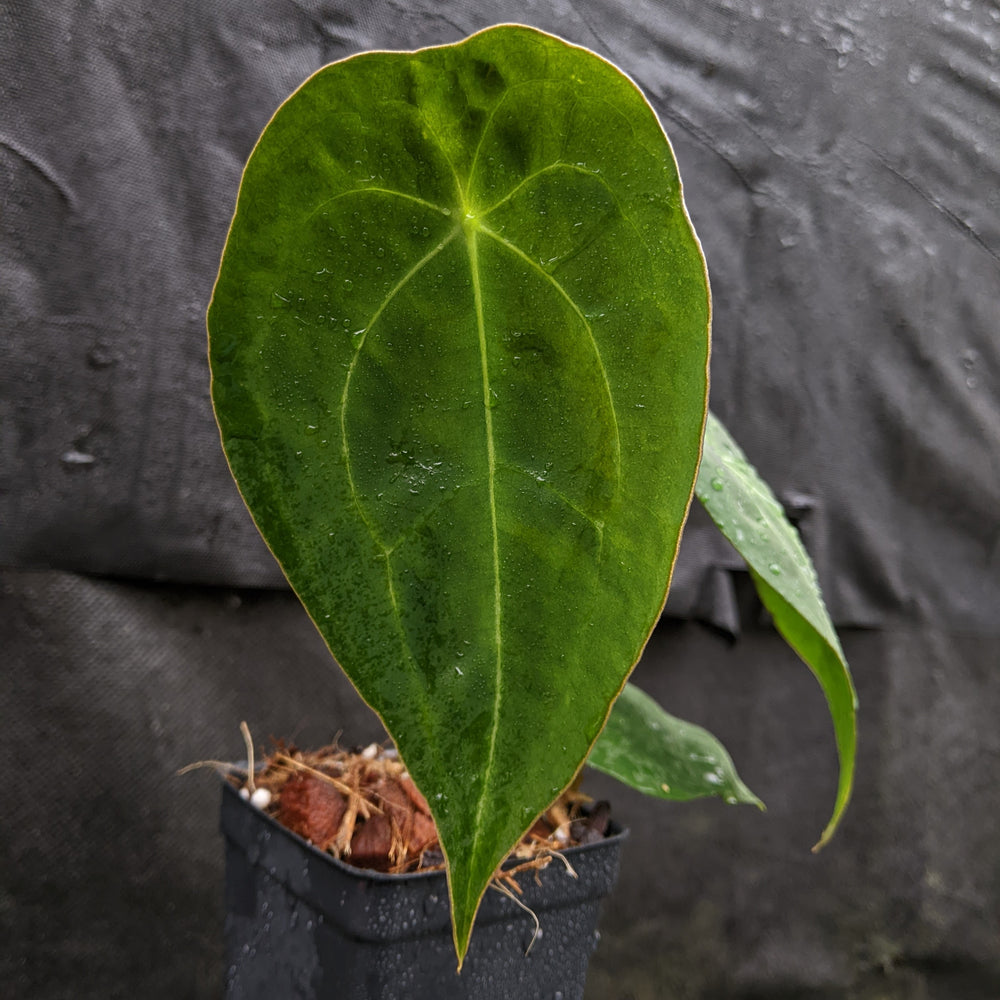 
                      
                        Anthurium forgetii 'Dark' x peltigerum, CAR-0327
                      
                    