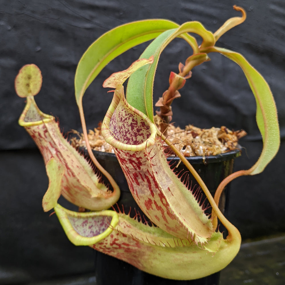 Nepenthes [(lowii x veitchii) x boschiana] x Hamakua 'Ninole', CAR-0328