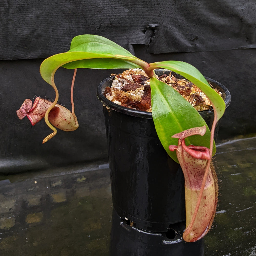 
                      
                        Nepenthes [(lowii x veitchii) x boschiana] x Hamakua 'Ninole', CAR-0328
                      
                    