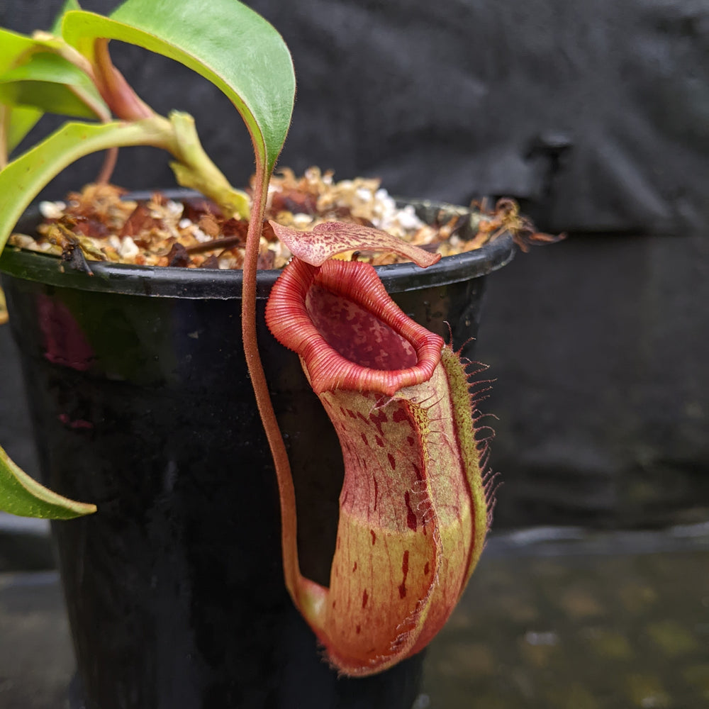 Nepenthes [(lowii x veitchii) x boschiana] x Hamakua 'Ninole', CAR-0328