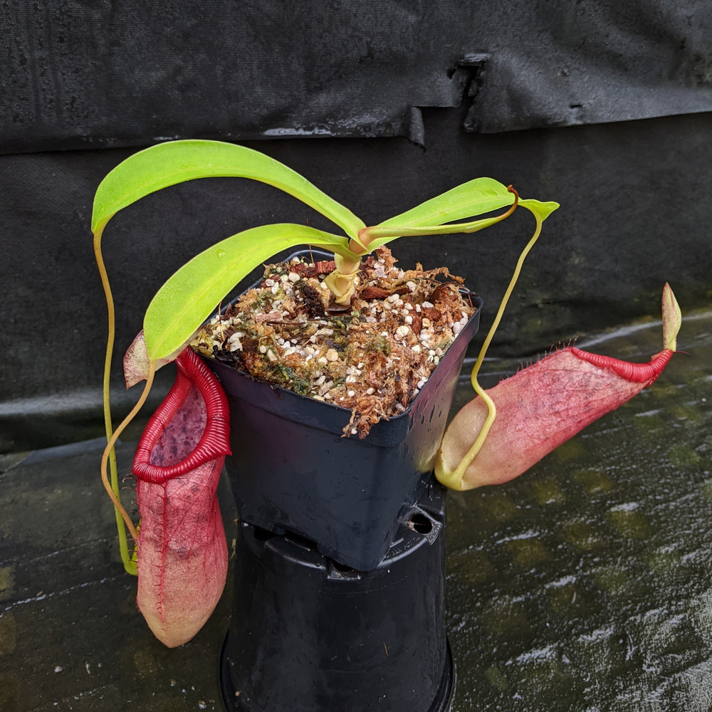 
                      
                        Nepenthes ventricosa x ovata, CAR-0185, pitcher plant, carnivorous plant, collectors plant, large pitchers, rare plants
                      
                    