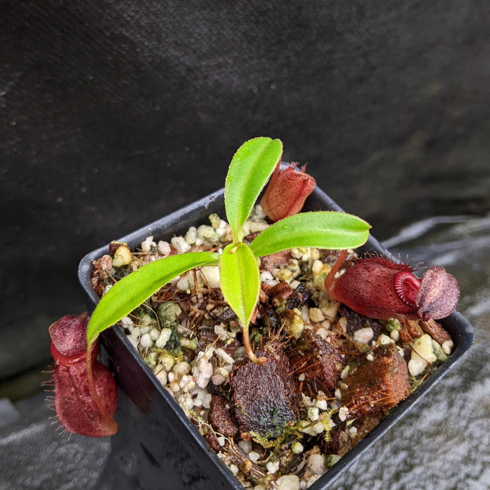 
                      
                        Nepenthes talangensis x mira, CAR-0106
                      
                    