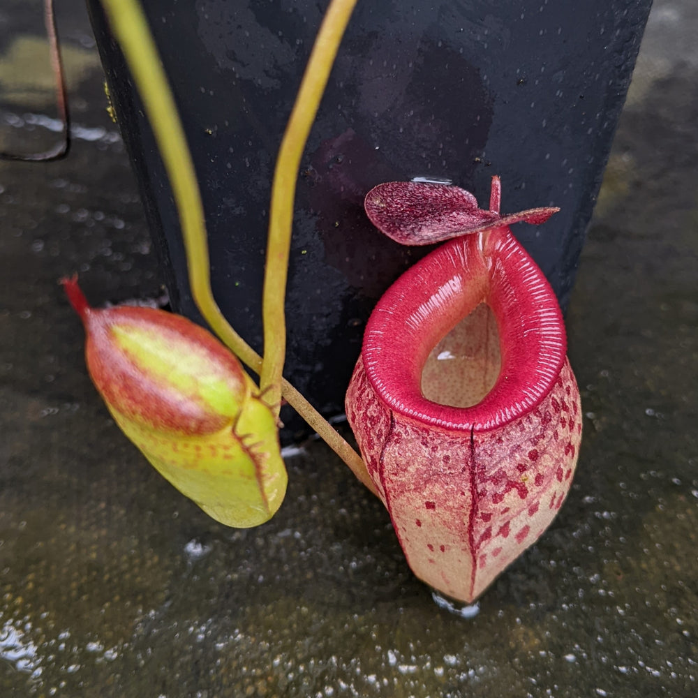 
                      
                        Nepenthes talangensis x mira, CAR-0106
                      
                    