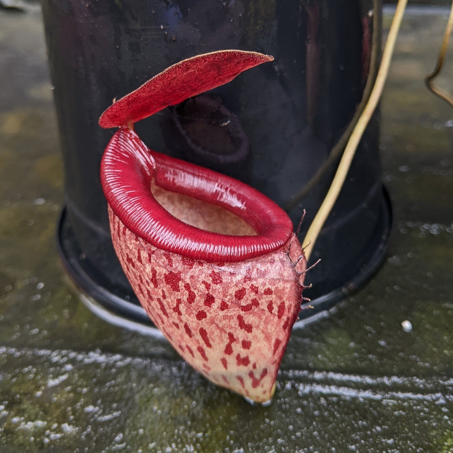 Nepenthes talangensis x mira, CAR-0106