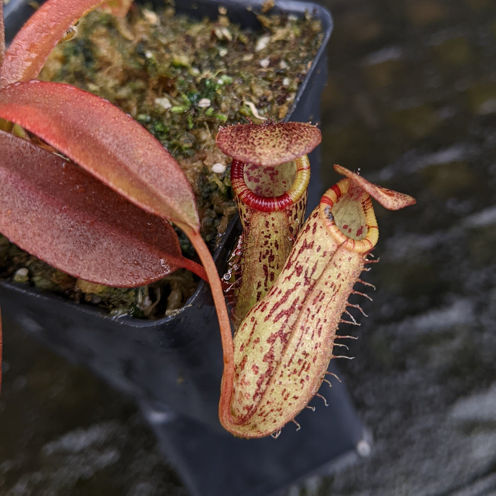 Nepenthes ventricosa 