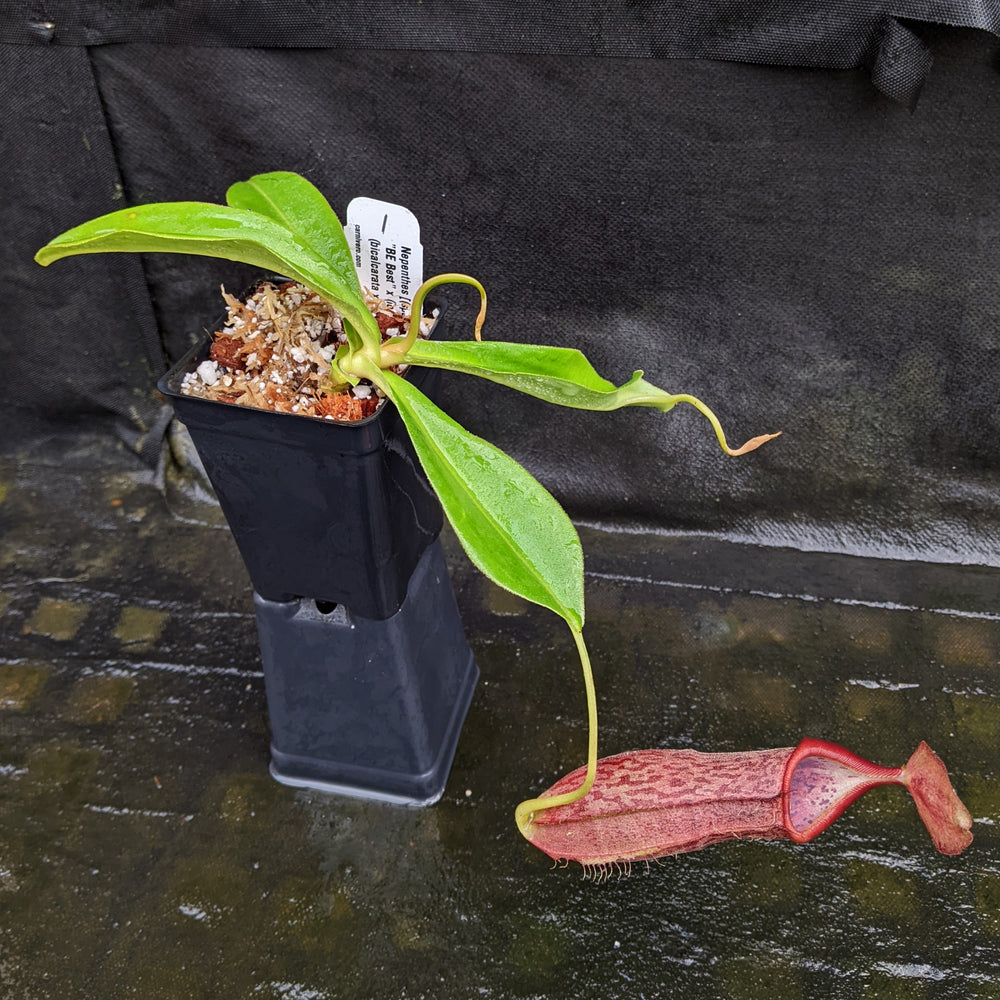 
                      
                        Nepenthes [(spathulata x spectabilis "BE Best") x (lowii x veitchii)] x (bicalcarata x campanulata), CAR-0331
                      
                    