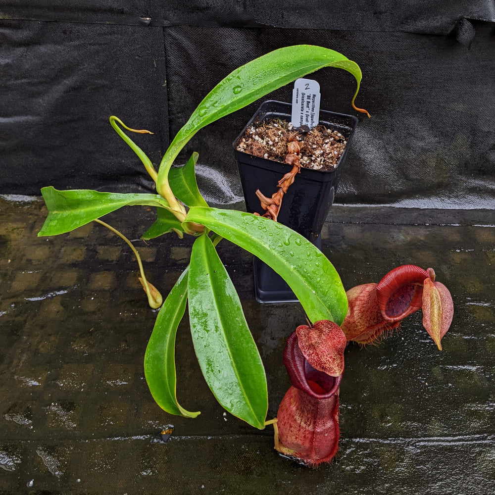 
                      
                        Nepenthes [(spathulata x spectabilis "BE Best") x (lowii x veitchii)] x (bicalcarata x campanulata), CAR-0331
                      
                    