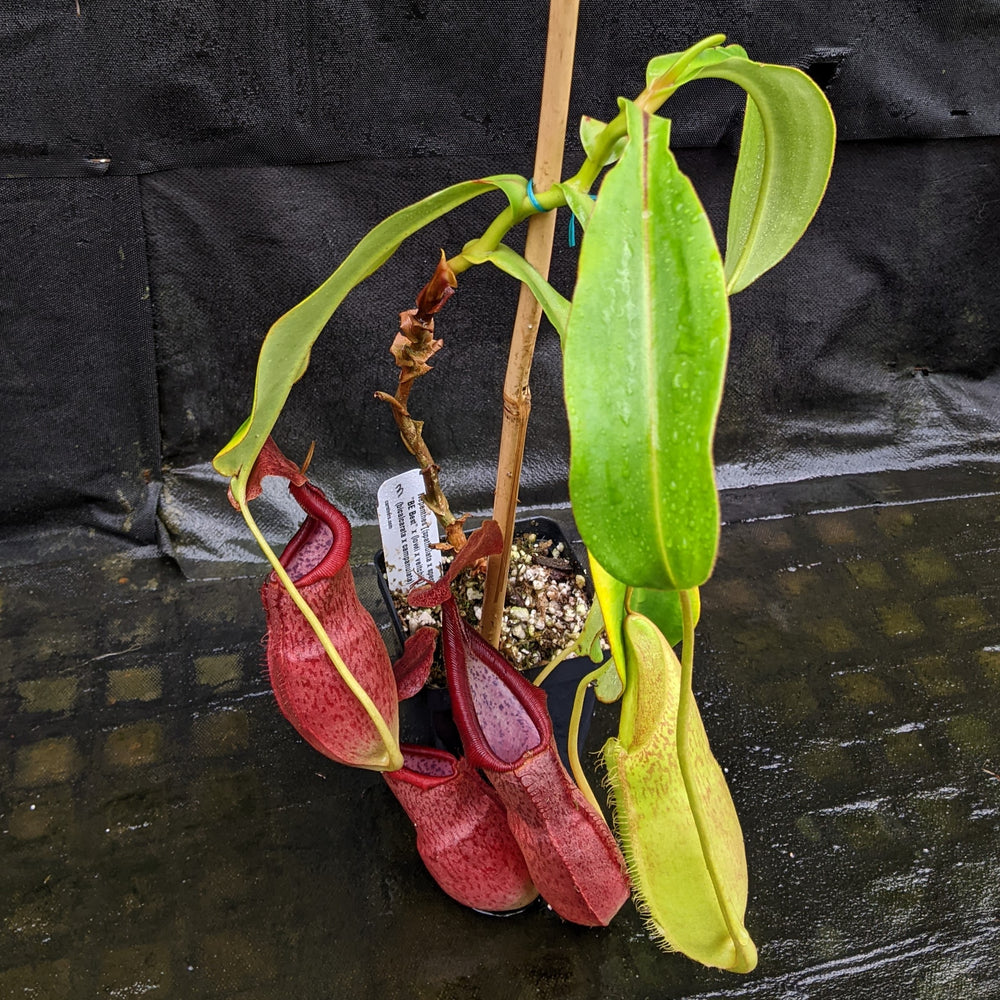 
                      
                        Nepenthes [(spathulata x spectabilis "BE Best") x (lowii x veitchii)] x (bicalcarata x campanulata), CAR-0331
                      
                    