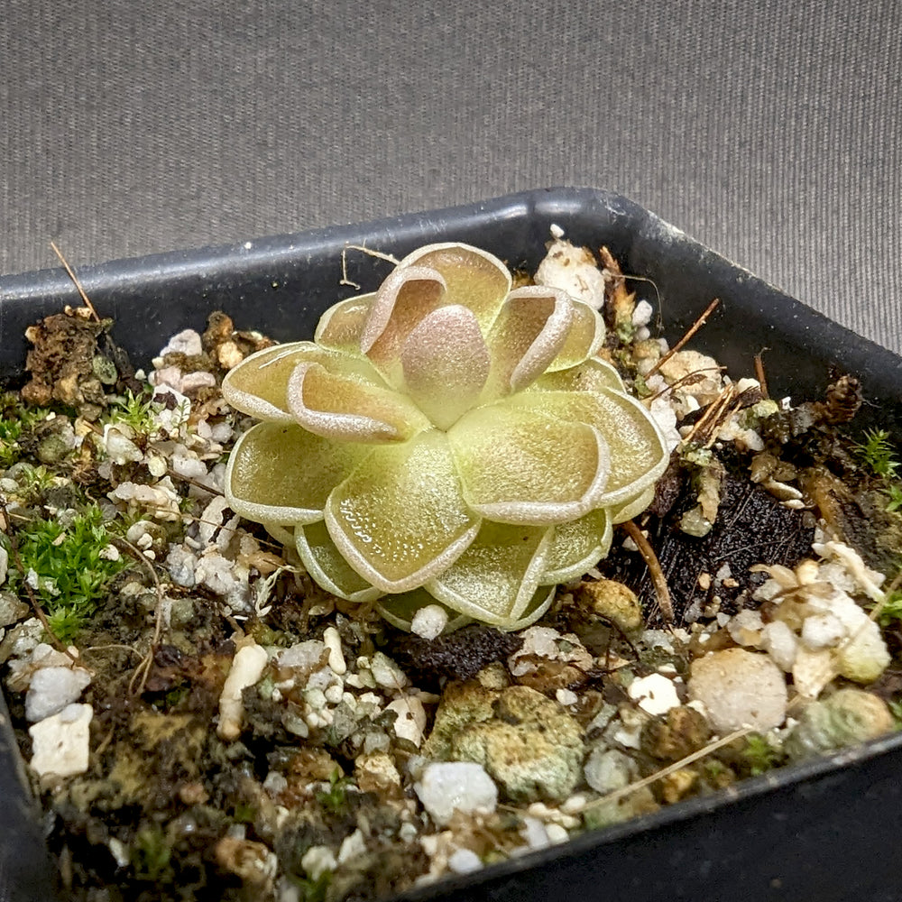 
                      
                        Pinguicula ehlersia 'Victoria' mexican butterwort, Butterwort, carnivorous plant, gnat eating plant, beginner plant, fungus gnat eating plant, easy to grow, ping, Mexican butterwort, ping plant
                      
                    