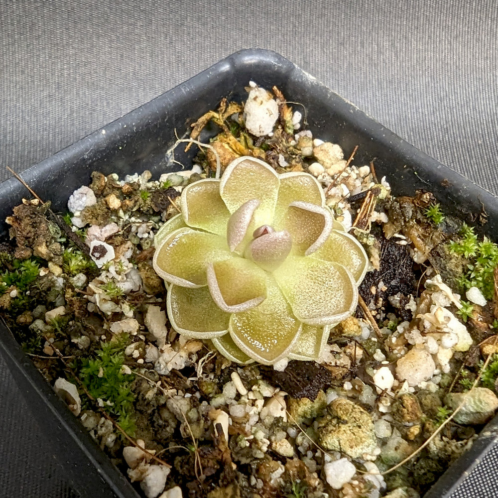 
                      
                        Pinguicula ehlersia 'Victoria' mexican butterwort, Butterwort, carnivorous plant, gnat eating plant, beginner plant, fungus gnat eating plant, easy to grow, ping, Mexican butterwort, ping plant
                      
                    