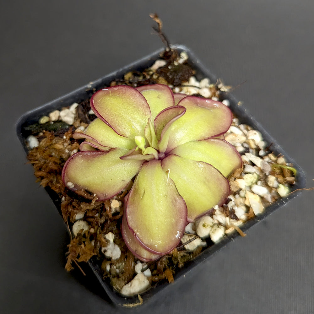 
                      
                        Pinguicula laueana CP2 x emarginata mexican butterwort, Butterwort, carnivorous plant, gnat eating plant, beginner plant, fungus gnat eating plant, easy to grow, ping, Mexican butterwort, ping plant.
                      
                    