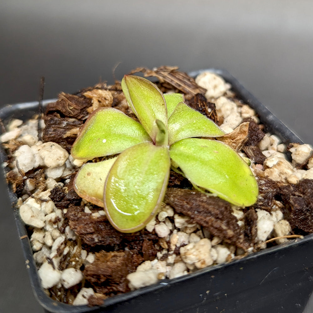 
                      
                        Pinguicula laueana CP2 x emarginata mexican butterwort, Butterwort, carnivorous plant, gnat eating plant, beginner plant, fungus gnat eating plant, easy to grow, ping, Mexican butterwort, ping plant.
                      
                    