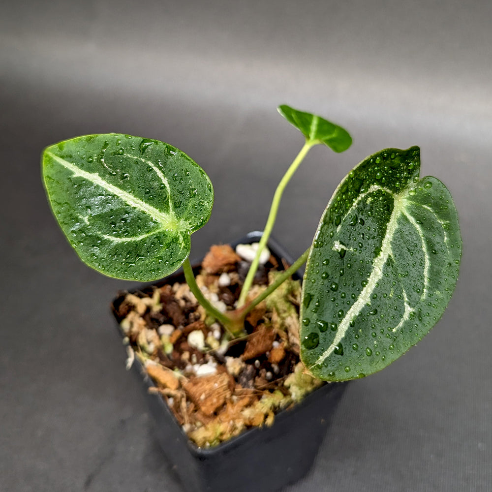 
                      
                        Anthurium forgetii (silver)
                      
                    