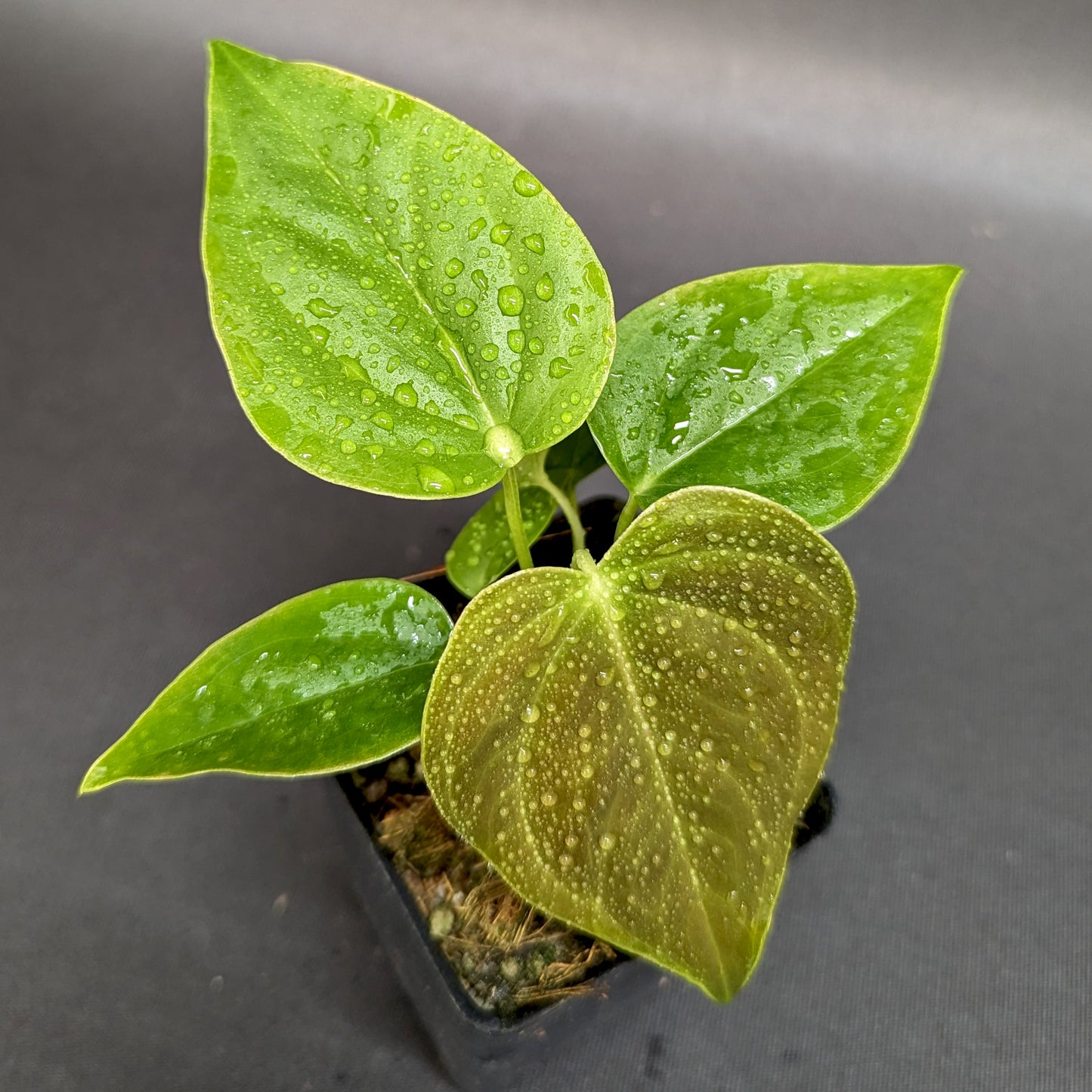 Anthurium moodeanum x veitchii, CAR-0332