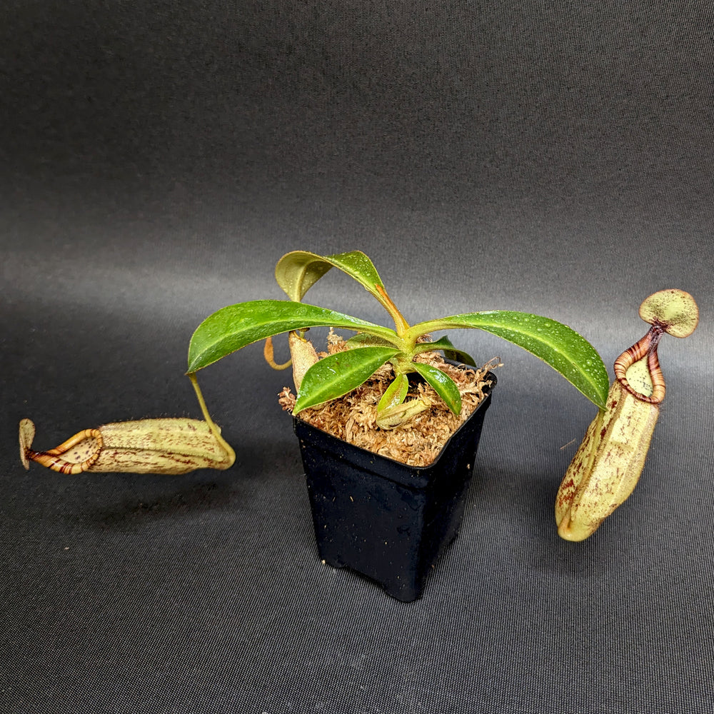 
                      
                        Nepenthes rafflesiana x mollis, CAR-0216
                      
                    