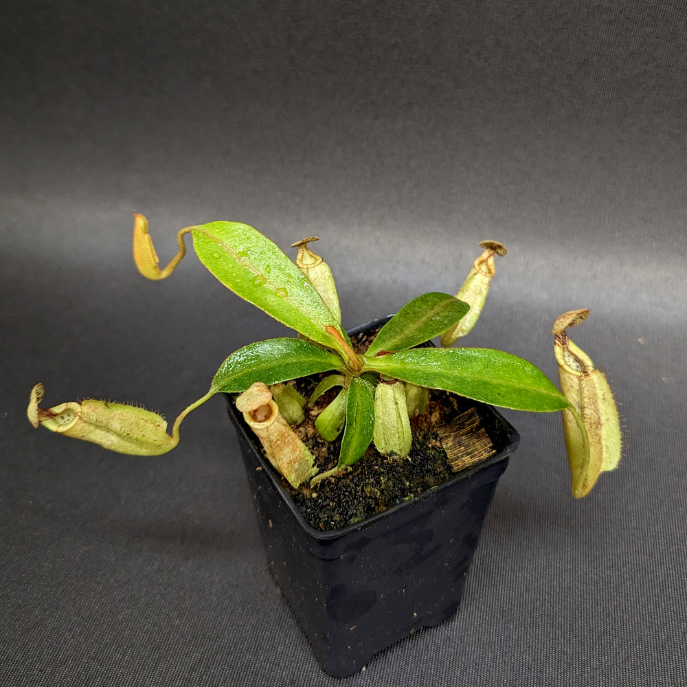 
                      
                        Nepenthes rafflesiana x mollis, CAR-0216
                      
                    