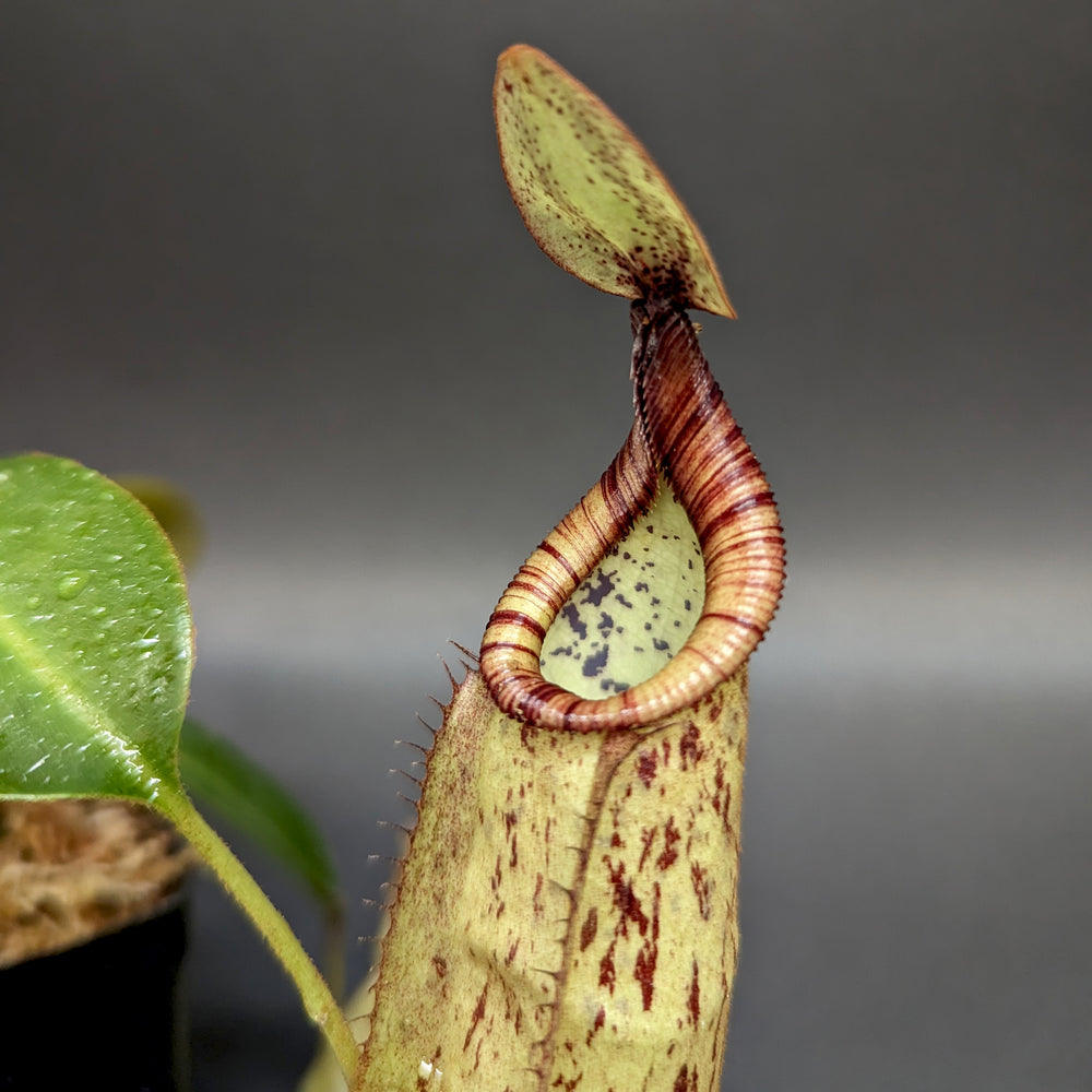 
                      
                        Nepenthes rafflesiana x mollis, CAR-0216
                      
                    