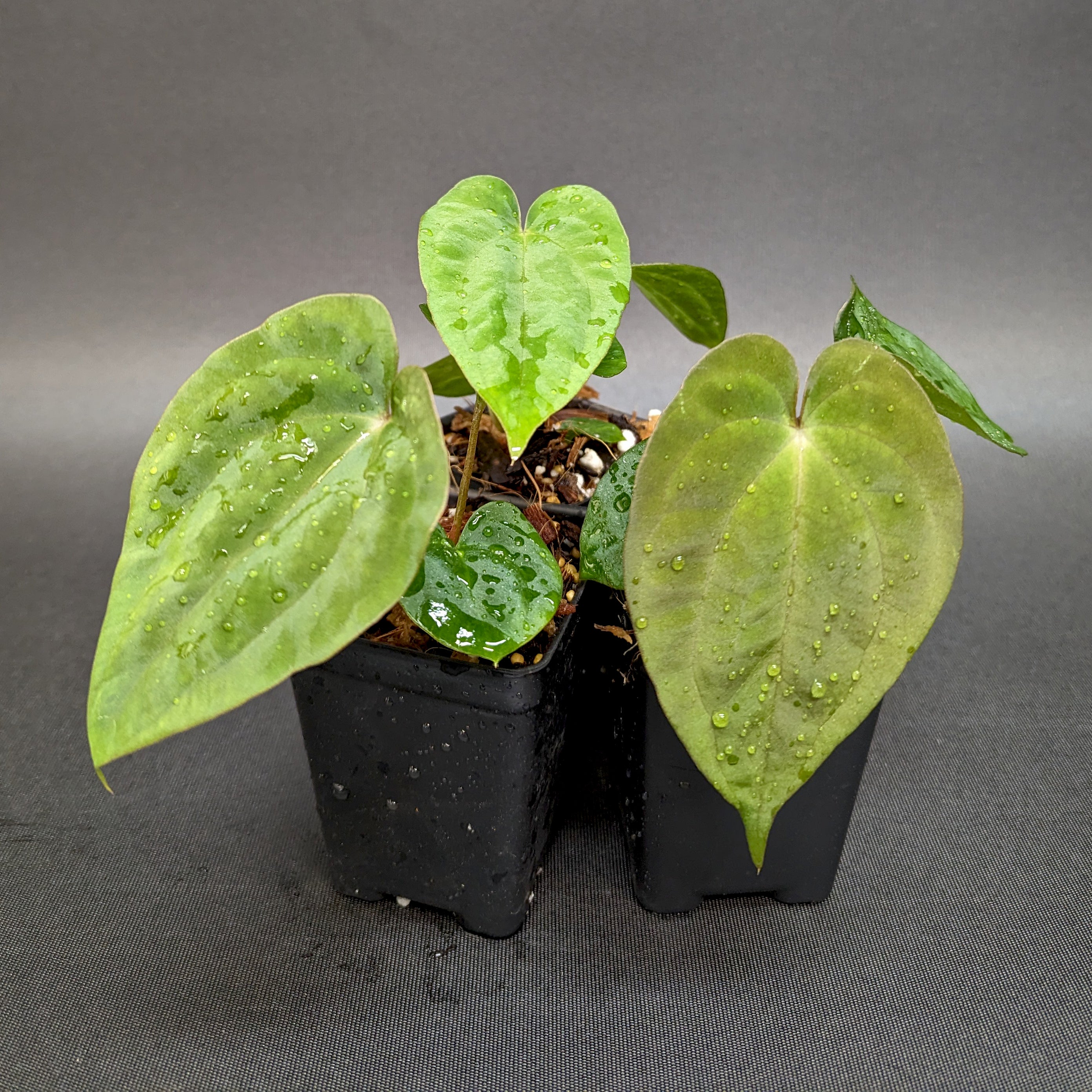 SALE- Anthurium 'Raven X' Nueva Ace of Spades Dark Form x Dark Forgetti selling X