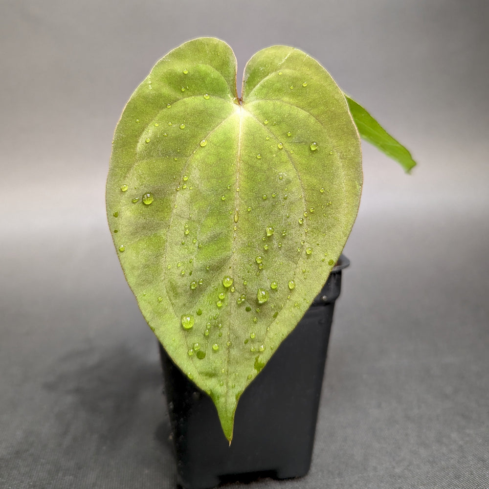 
                      
                        Anthurium Raven's Heart (Papillilaminum x Ace of Spades dark form), CAR-0333
                      
                    