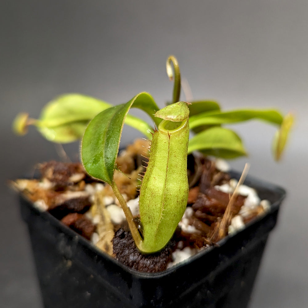 
                      
                        Nepenthes [(lowii x veitchii) x boschiana] x (spathulata x jacquelineae)-BE Best
                      
                    