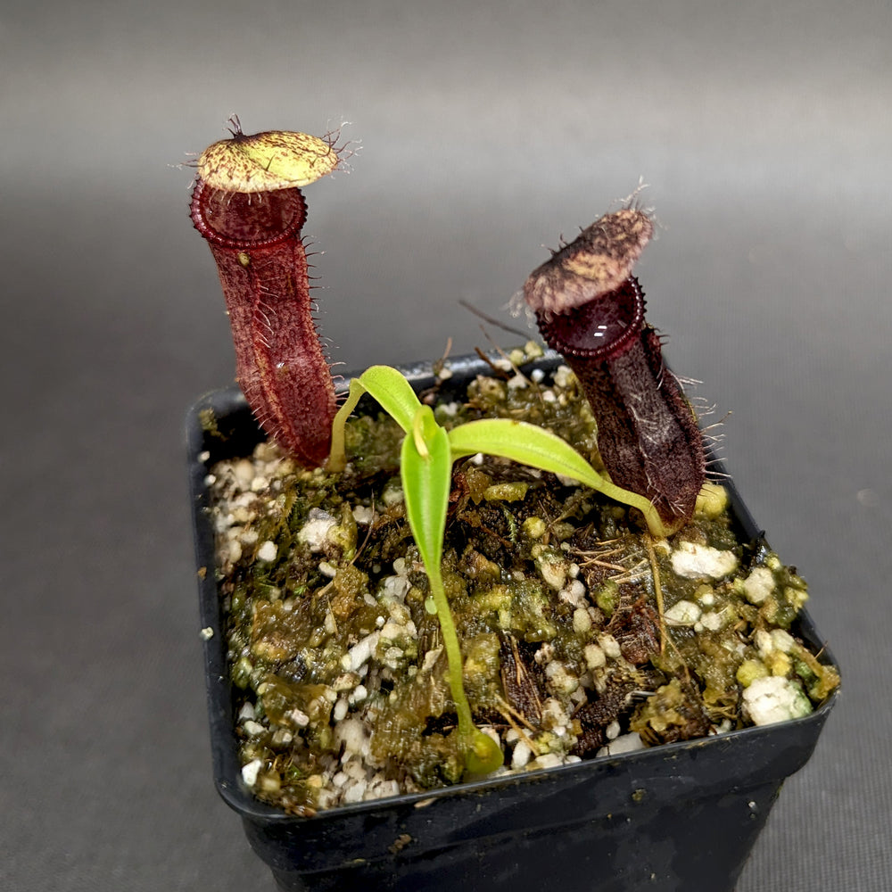 
                      
                        Nepenthes singalana variegated x hamata, CAR-0138
                      
                    