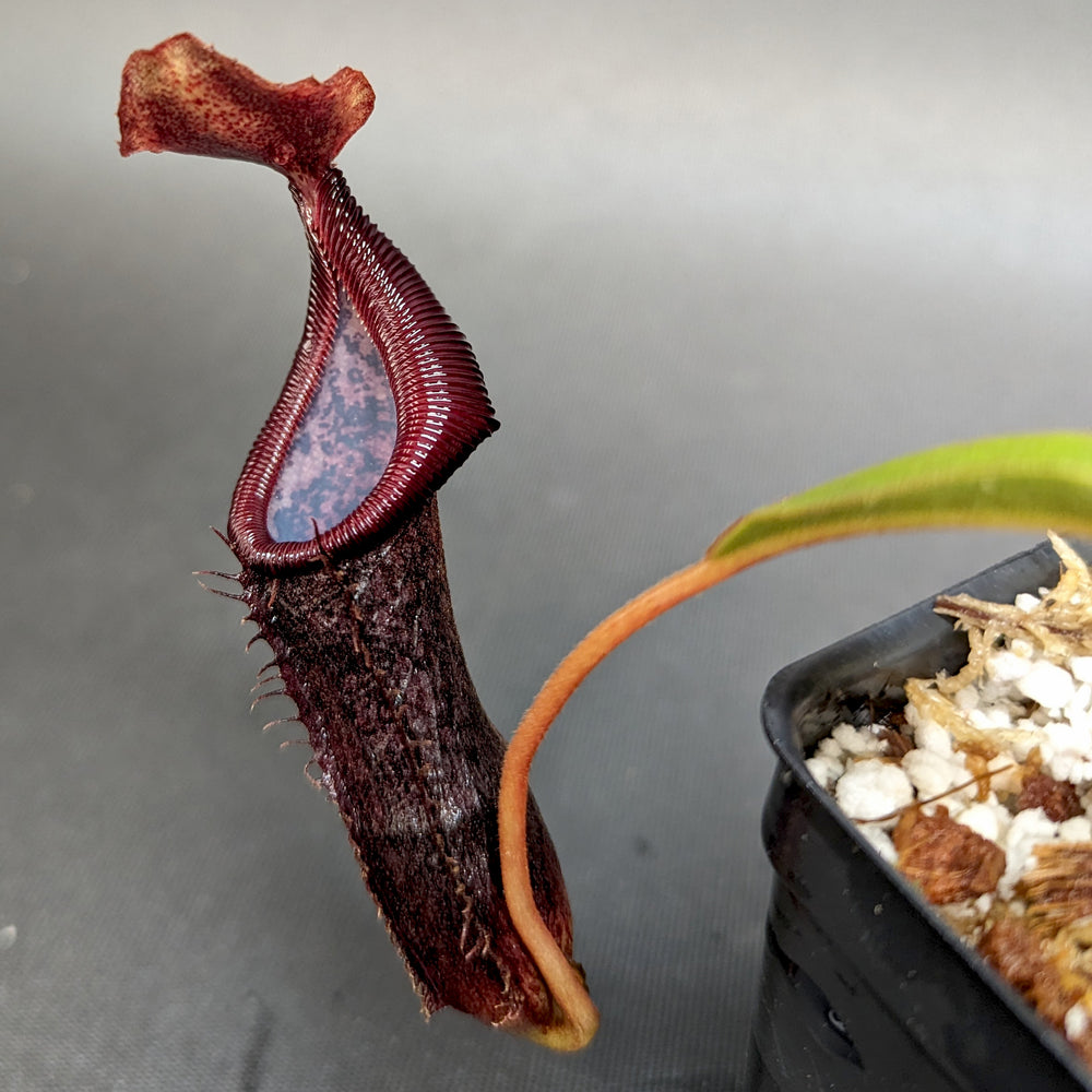 
                      
                        Nepenthes singalana x (burbidgeae x edwardsiana), BE-3984
                      
                    