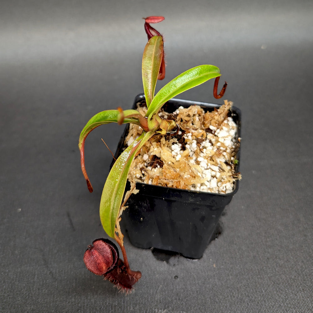 
                      
                        Nepenthes singalana x (burbidgeae x edwardsiana), BE-3984
                      
                    