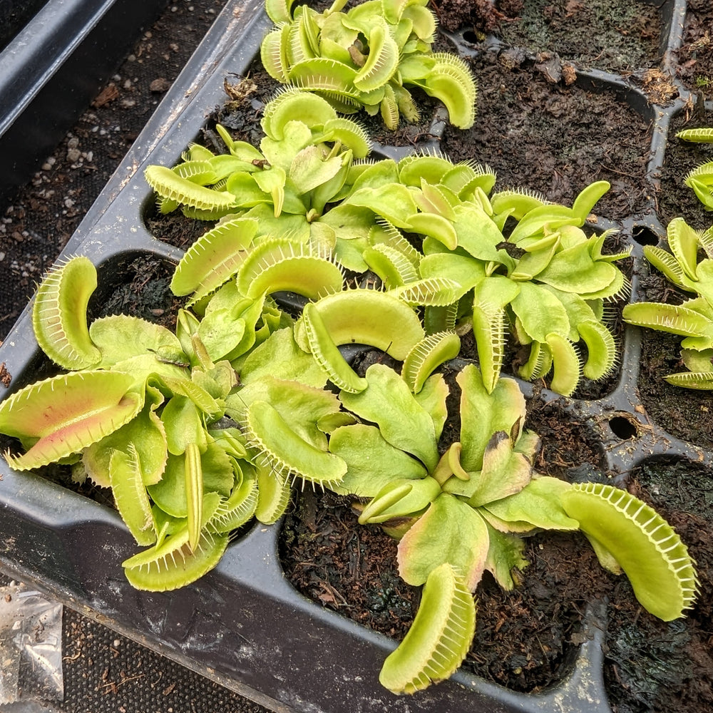 
                      
                        Venus Flytrap- Dionaea muscipula "Alien"
                      
                    