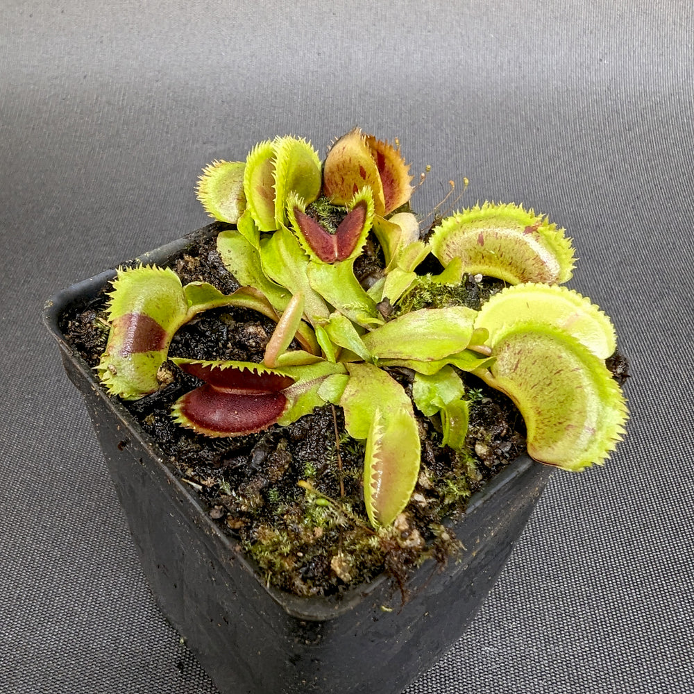 
                      
                        Venus Flytrap-Dionaea muscipula "Scarlantine"
                      
                    