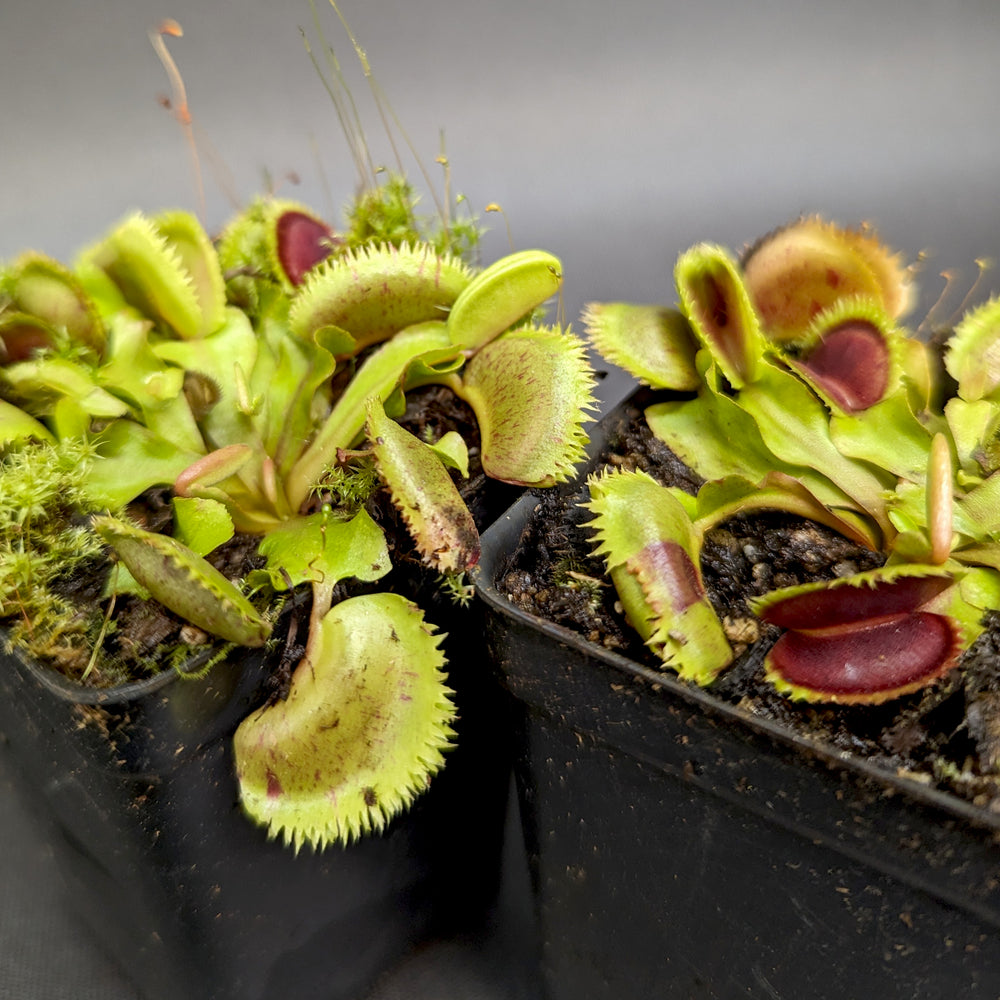 Venus Flytrap-Dionaea muscipula 