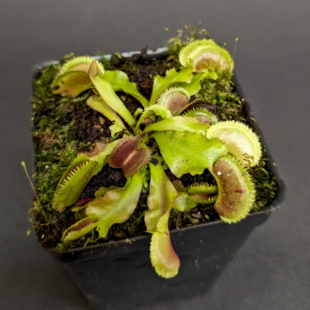 
                      
                        Venus Flytrap-Dionaea muscipula "Scarlantine"
                      
                    