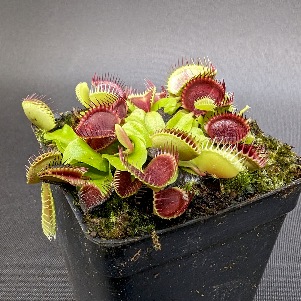 
                      
                        Venus Flytrap- Dionaea muscipula Cup Trap
                      
                    