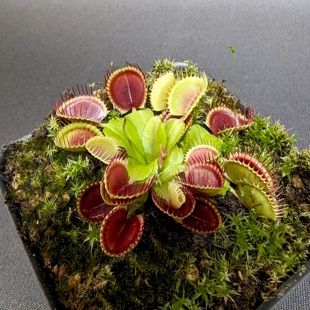 
                      
                        Venus Flytrap- Dionaea muscipula Cup Trap
                      
                    