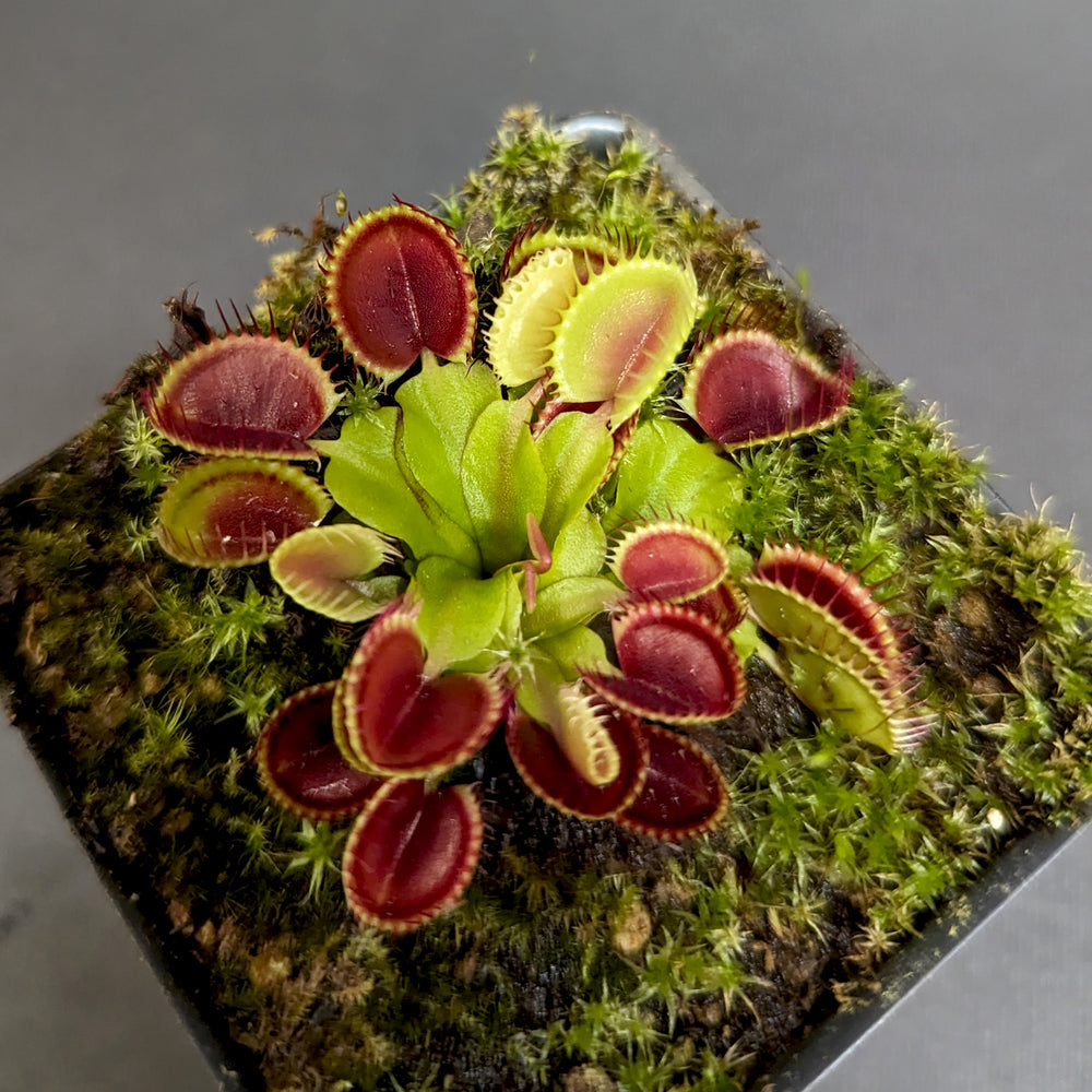 
                      
                        Venus Flytrap- Dionaea muscipula Cup Trap
                      
                    