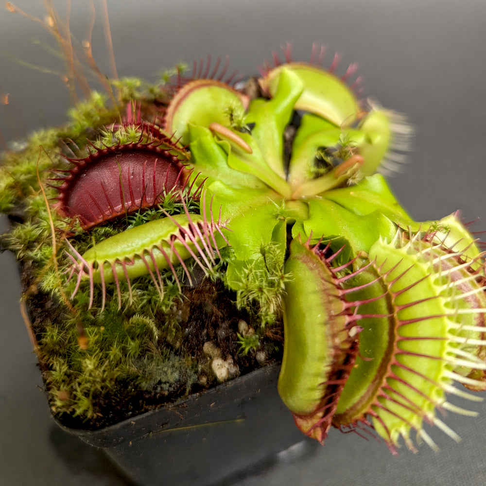 
                      
                        Venus Flytrap- Dionaea muscipula "SD Kronos"
                      
                    