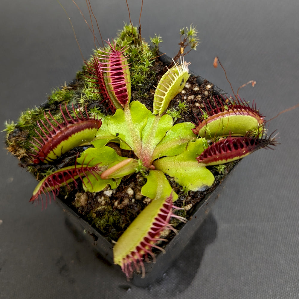 
                      
                        Venus Flytrap- Dionaea muscipula "SD Kronos"
                      
                    