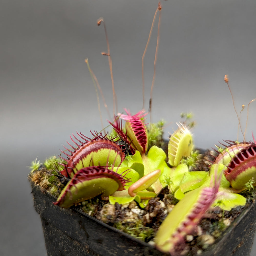 Venus Flytrap- Dionaea muscipula 