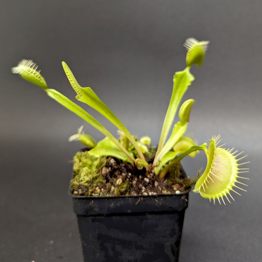 
                      
                        Venus Flytrap - Dionaea muscipula 'Big Mouth'
                      
                    