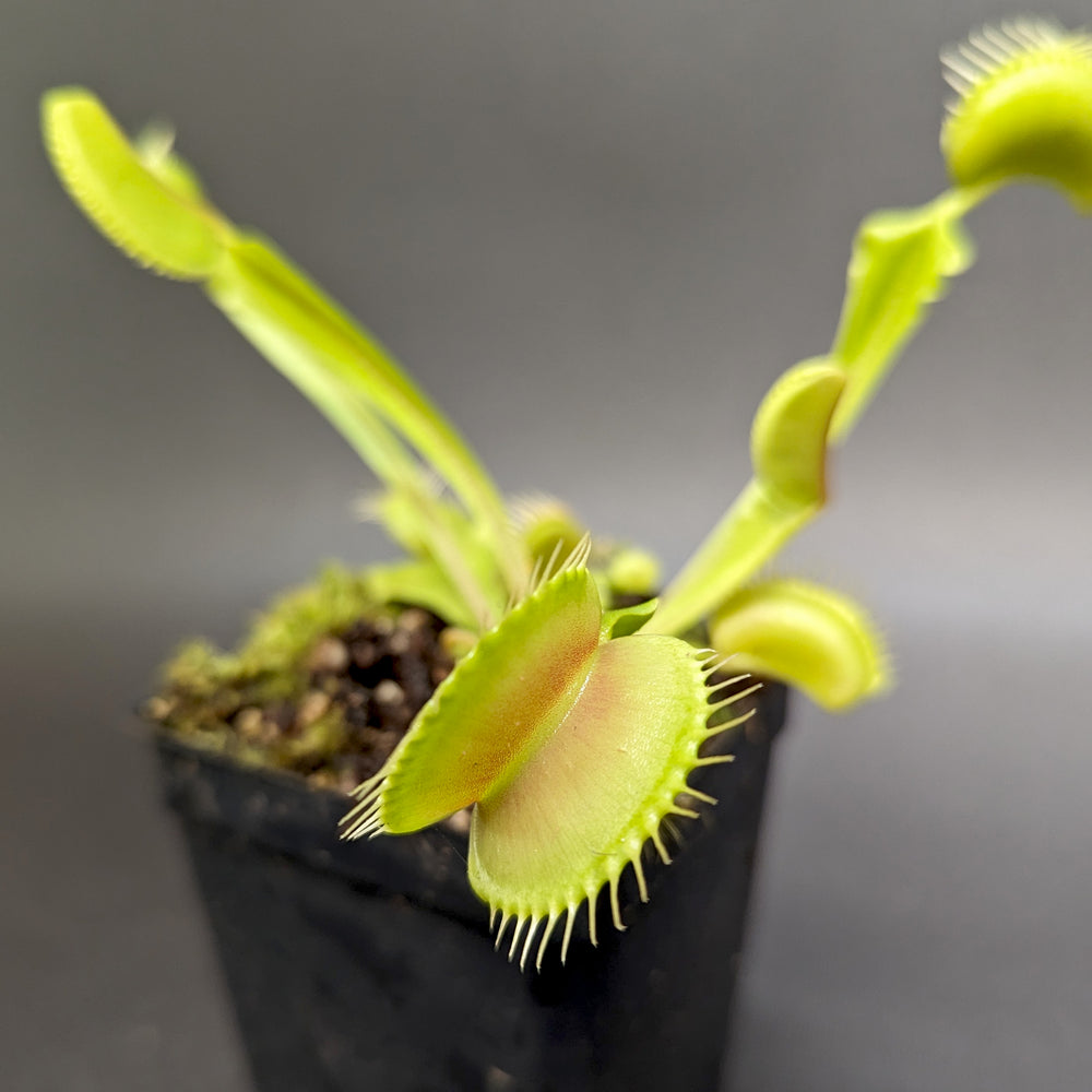 
                      
                        Venus Flytrap - Dionaea muscipula 'Big Mouth'
                      
                    