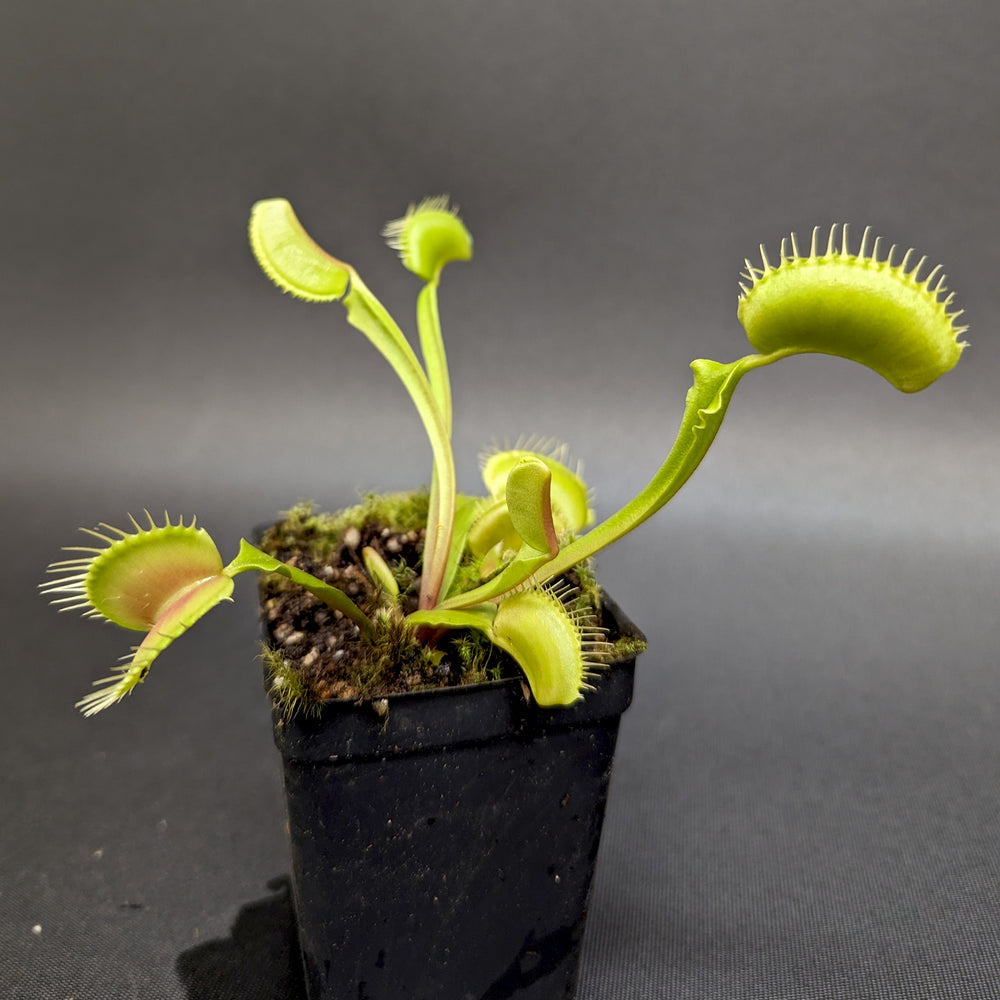 
                      
                        Venus Flytrap - Dionaea muscipula 'Big Mouth'
                      
                    