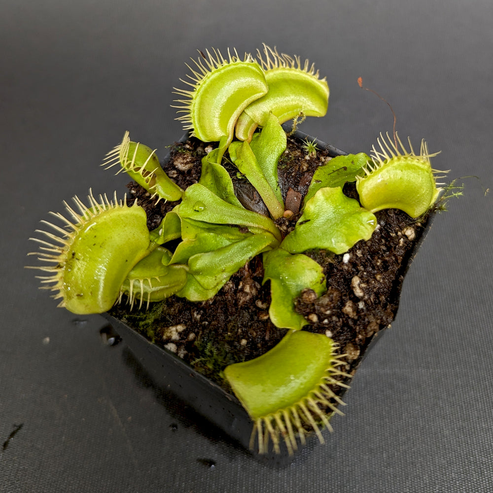 
                      
                        Venus Flytrap - Dionaea muscipula 'Big Mouth'
                      
                    