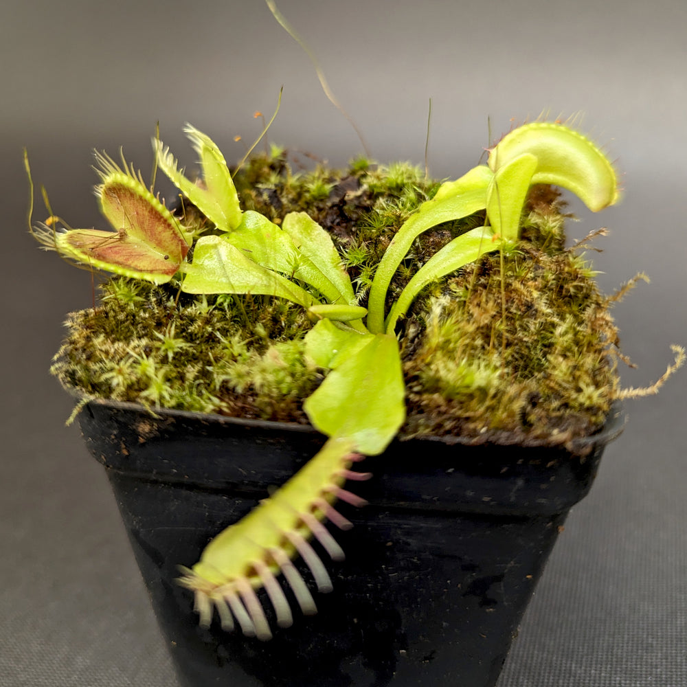 
                      
                        Venus Flytrap- Dionaea muscipula "Red Line" (CK)
                      
                    