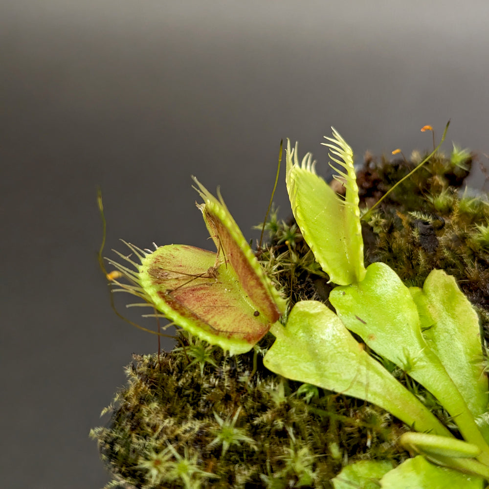 
                      
                        Venus Flytrap- Dionaea muscipula "Red Line" (CK)
                      
                    