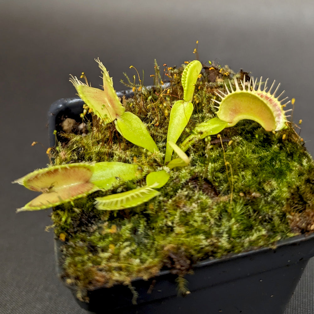 
                      
                        Venus Flytrap- Dionaea muscipula "Red Line" (CK)
                      
                    