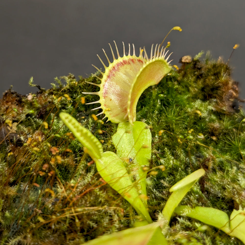 
                      
                        Venus Flytrap- Dionaea muscipula "Red Line" (CK)
                      
                    