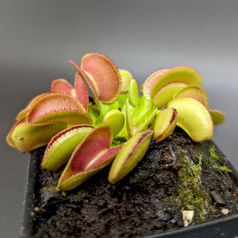 
                      
                        Venus Flytrap- Dionaea muscipula 'Microdent'
                      
                    