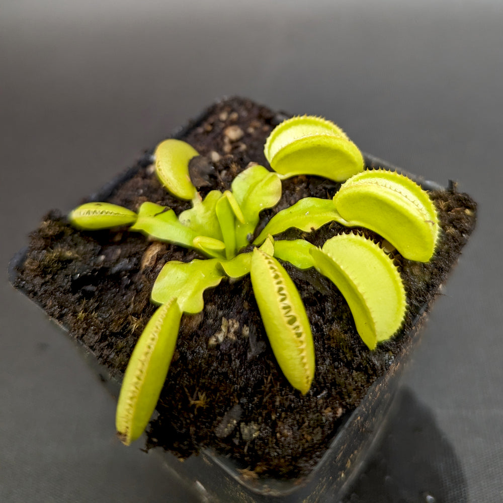 
                      
                        Venus Flytrap- Dionaea muscipula 'Microdent'
                      
                    