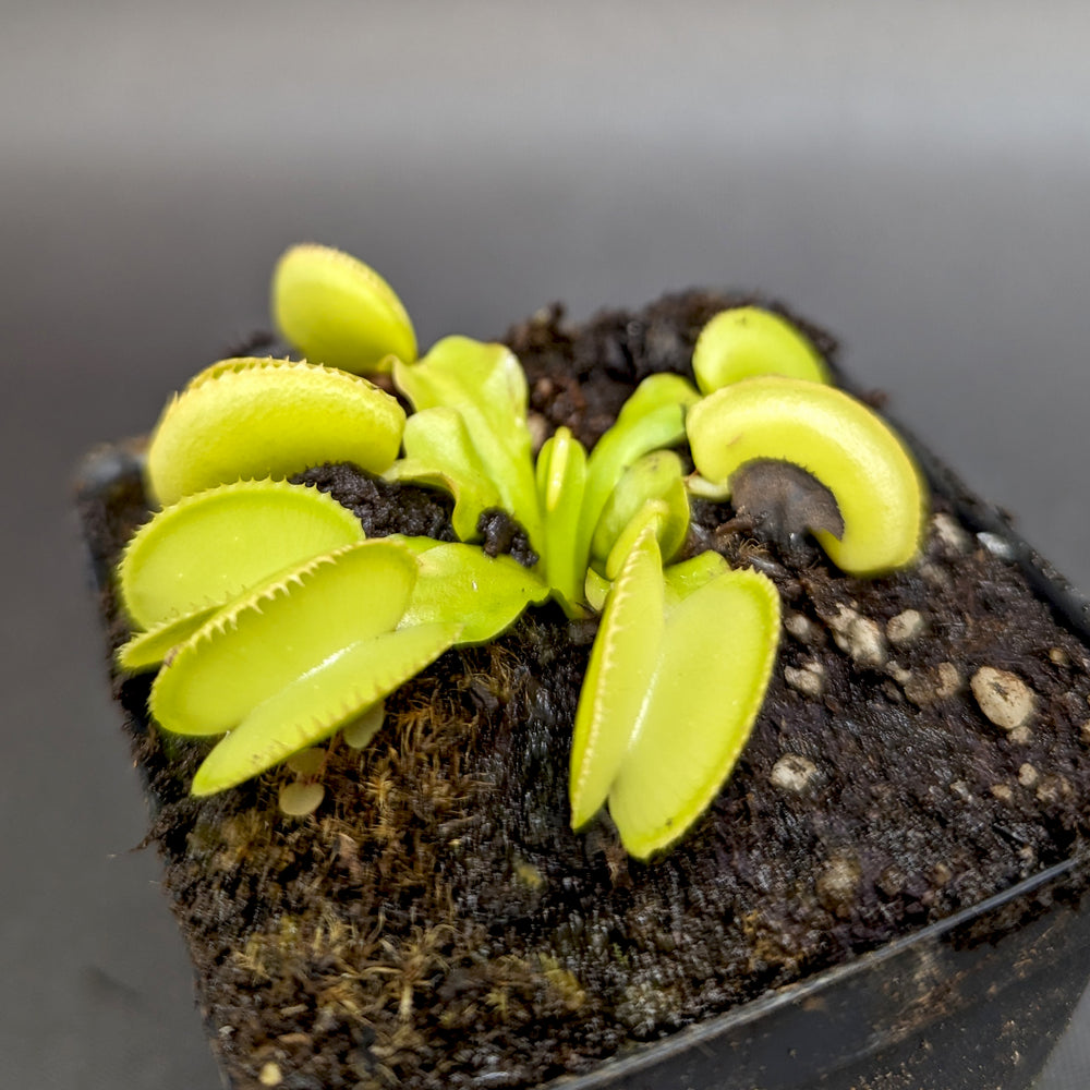 
                      
                        Venus Flytrap- Dionaea muscipula 'Microdent'
                      
                    